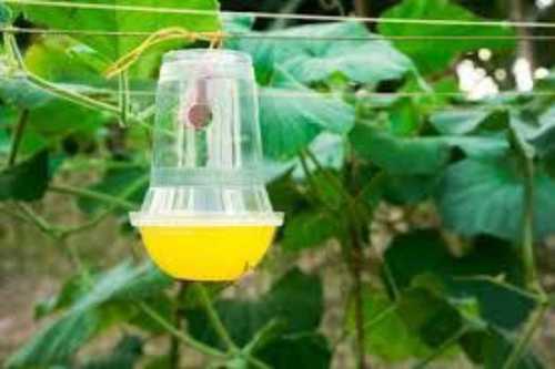Plastic Fruit Fly Trap
