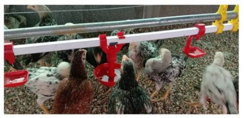 Plastic Poultry Nipple Drinker System