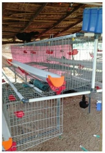 Steel Poultry Layer Cages