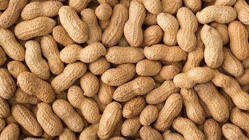 Groundnut Peanut Seeds Size: 15.6 Inch