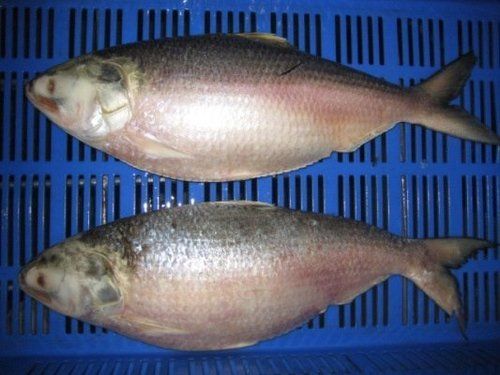 Fresh Frozen Hilsa Fish