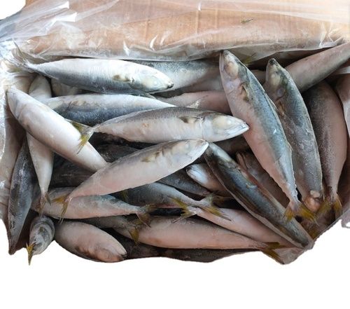 Frozen Sardine Fish Whole Round