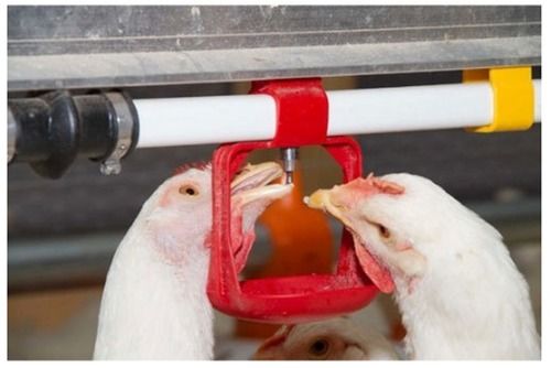 Poultry Nipple Drinker System