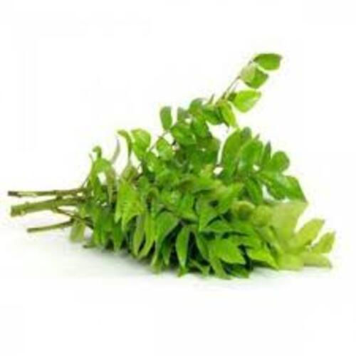 Healthy and Natural Fresh Curry Leaves