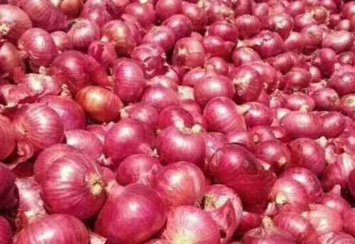 Round All Sizes Red Onion