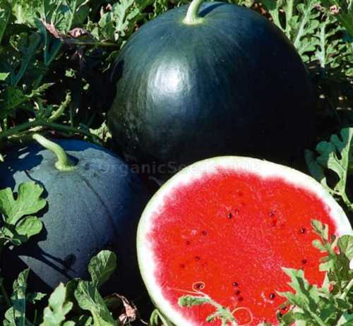 Green Sweet Tasty Fresh Watermelon