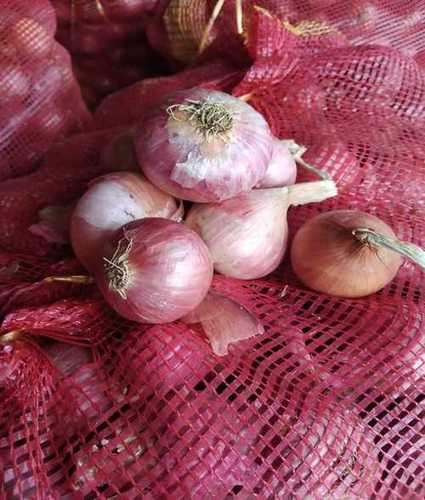 Wholesale Price Fresh Red Onion