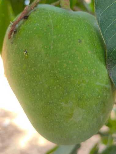 Organic Fresh Green Malda Mango