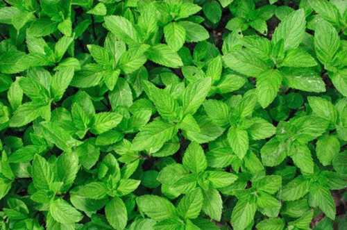 Green Fresh Mint Leaves