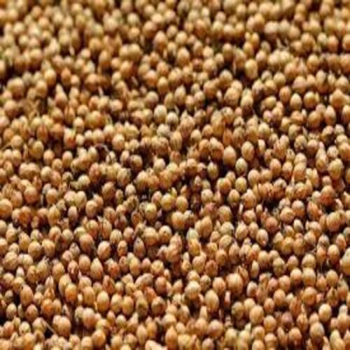 Healthy and Natural Brown Raw Coriander Seeds
