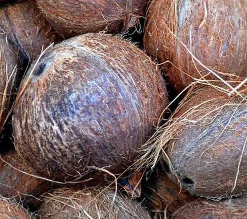 Brown Color Fresh Coconut