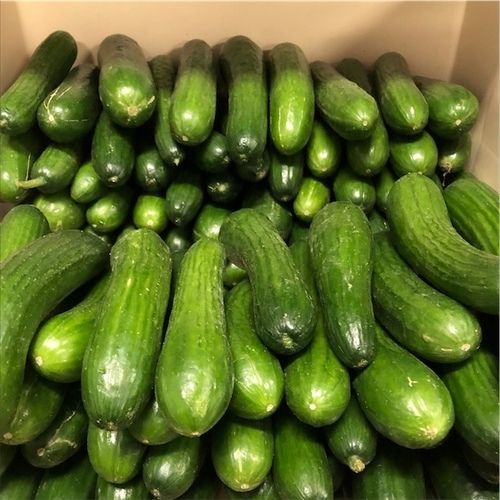 Chemical Free Fresh Cucumber