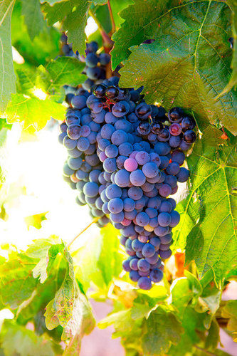 Organic Fresh Black Grapes