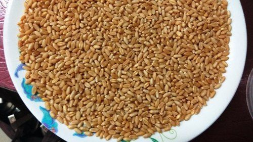 Organic Wheat Grains