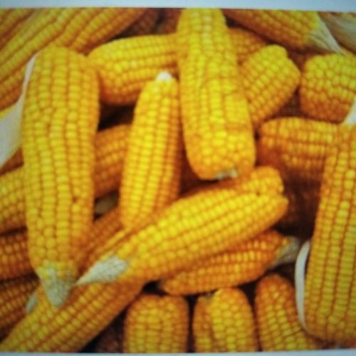 Rich Nutrition Yellow Maize