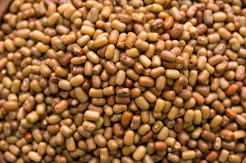 Brown Dried Moth Bean at Best Price in Jalna | Trade Well India