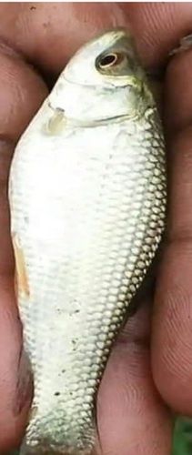 Rahu Fish Seed