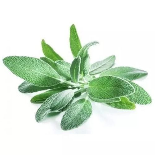 Fresh Sage Leaves (Salvia Officinalis)