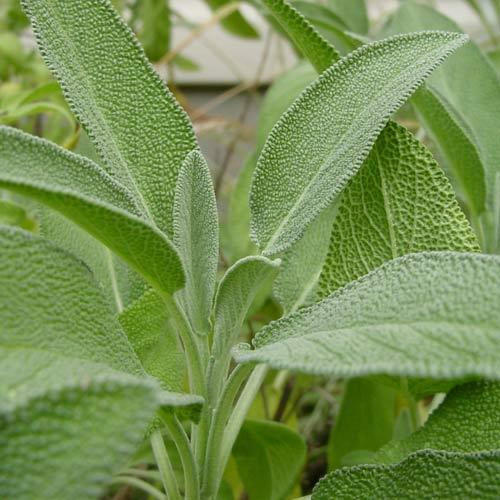 Fresh Sage Leaves (Salvia Officinalis)