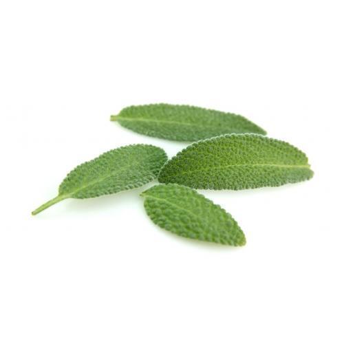 Fresh Sage Leaves (Salvia Officinalis)