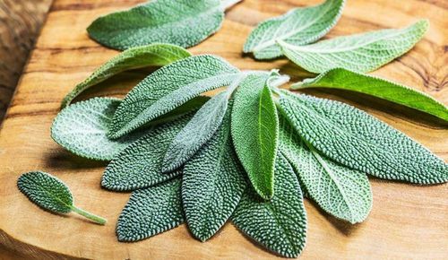 Fresh Sage Leaves (Salvia Officinalis)