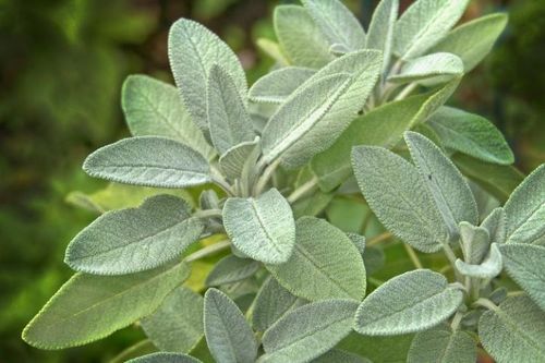 Fresh Sage Leaves (Salvia Officinalis)