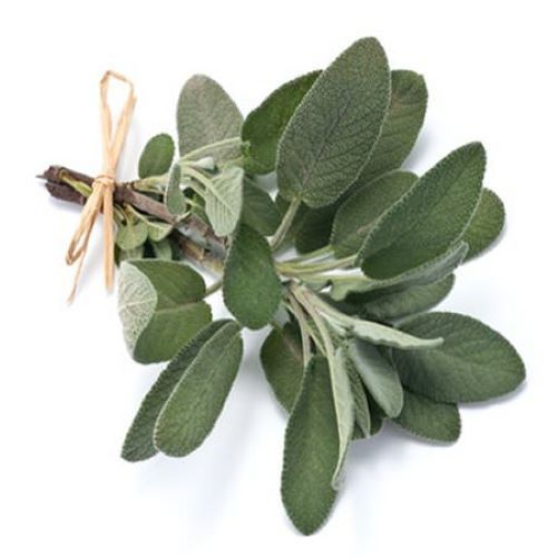 Fresh Sage Leaves (Salvia Officinalis)