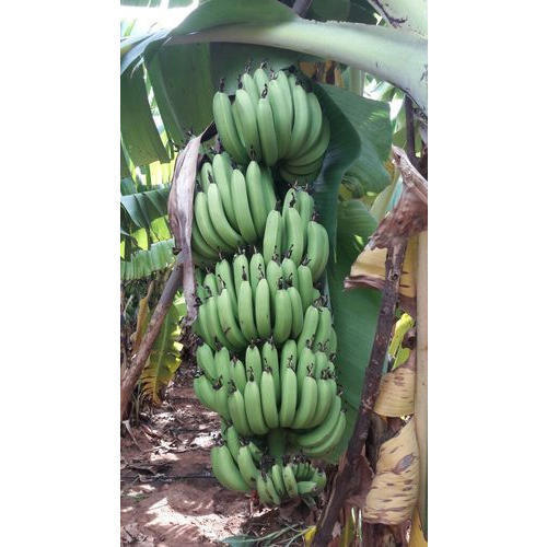 Common G9 Green Fresh Banana