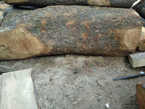 Sawn Mango Wood Size: Various Sizes Are Available