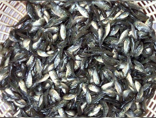 Black & White 1 To 4 Inch Fish Seed