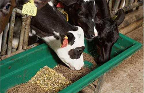 Cattle Feed For Promote Digestion