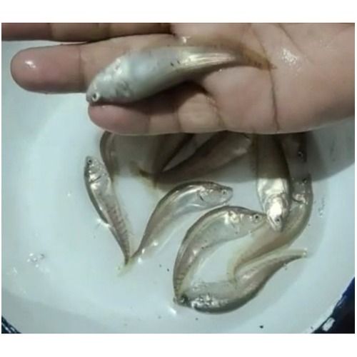 Chital Fish Seed for Farming
