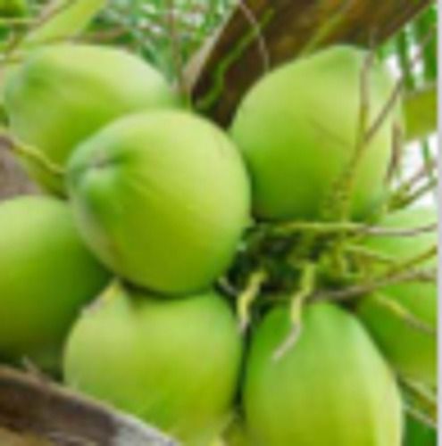 Common Fresh Green Coconut