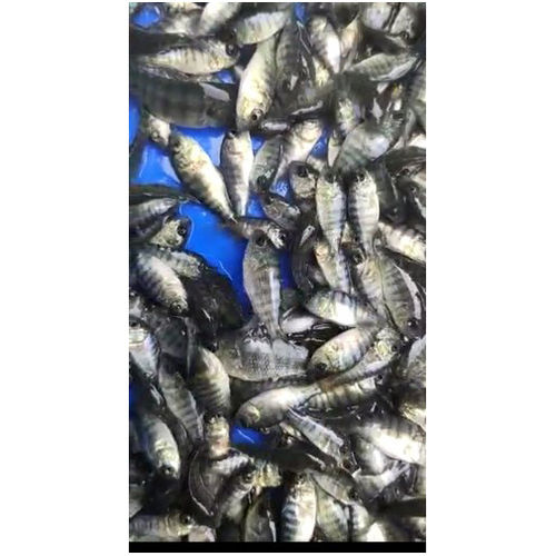 Gift Talapiya Fish Seeds for Farming