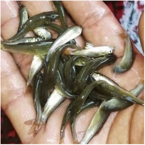 Grass Carp Fish Seed for Farming