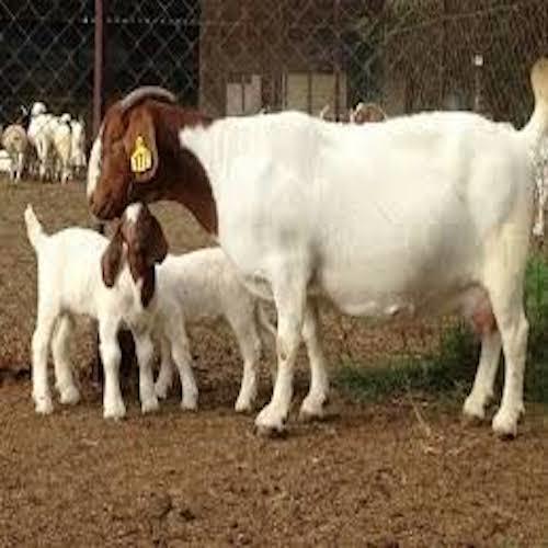 Healthy Live Boer Goats