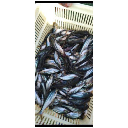 Indian Origin Farming Fish Seed