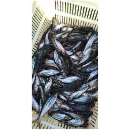 Indian Origin Fish Seed for Farming