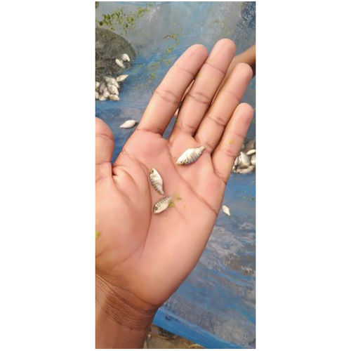 LNT Bakara Fish Seeds for Farming