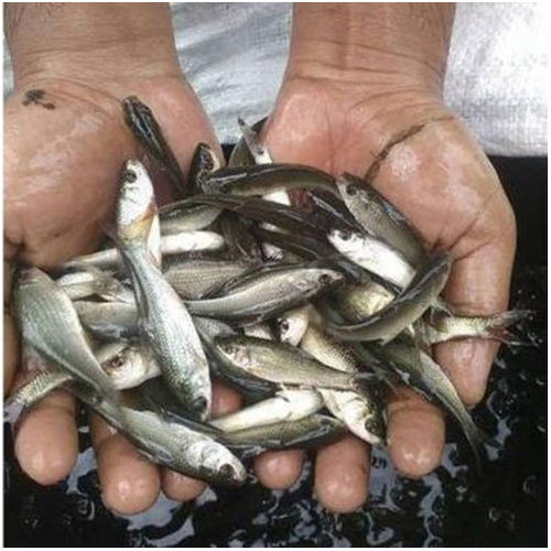 Mrigal Fish Seed for Farming