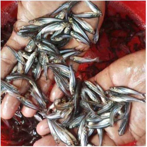 Pangasius Fish Seed for Farming