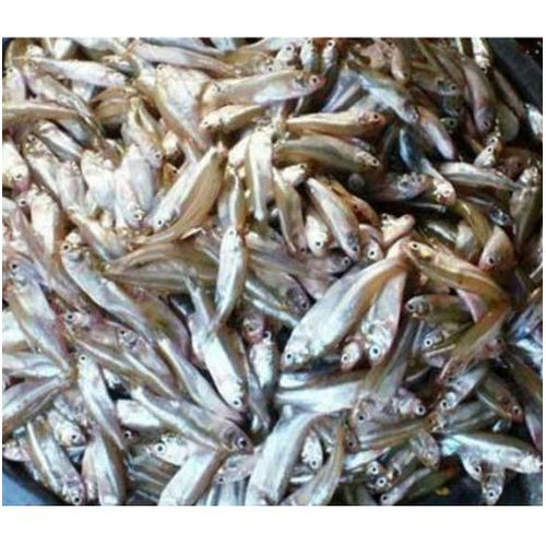 Silver Carp Fish Seed for Farming