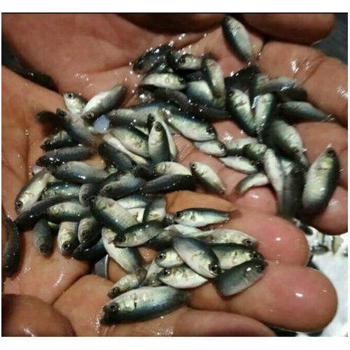 Vietnam Koi Fish Seed for Farming