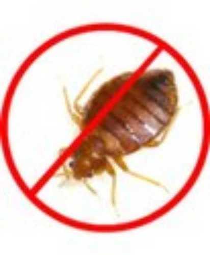 Bed Bugs Pest Control Service By Luvleen Services