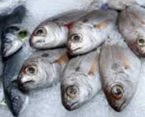 High Protein Natural Fish