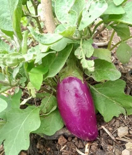 Indian Origin Organic Brinjals