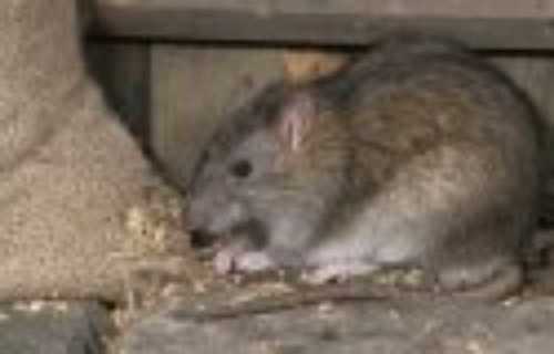 Rodent Control Service By Luvleen Services