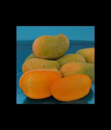 Common Yellow Sweet Kesar Mango