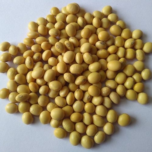 A Grade Soybean Seeds