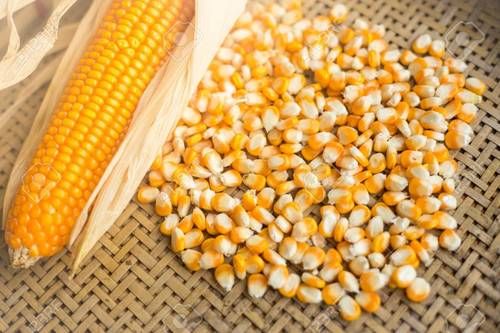 A Grade Yellow Corn - Maize